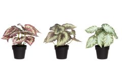 Lehtibegonia ruukussa 22 cm