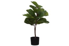 Lyyraviikuna ruukussa 80 cm