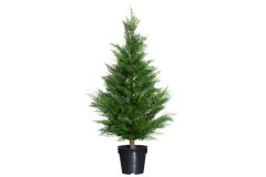 Sypressi 90 cm