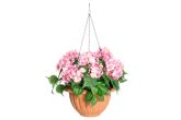 Hortensia amppelissa vaaleanpunainen