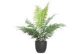 Saniainen 66 cm