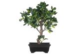Bonsai fiikus
