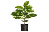 Kumipuu kirjava ruukussa 60 cm