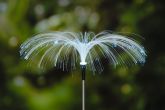Solar Puutarhavalaisin Fest maapiikillä